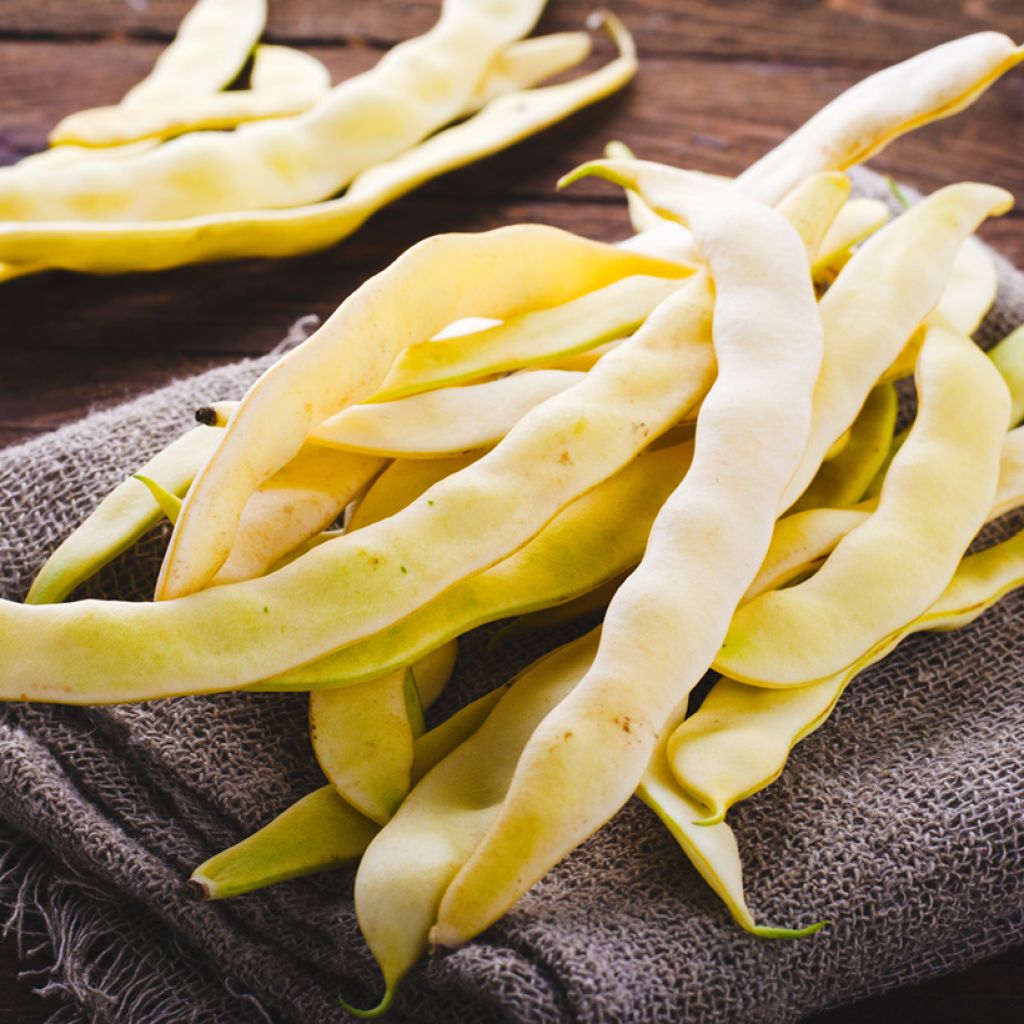 Feijão-de-vagem anão Serpedor Butter - Coco Plat Vilmorin