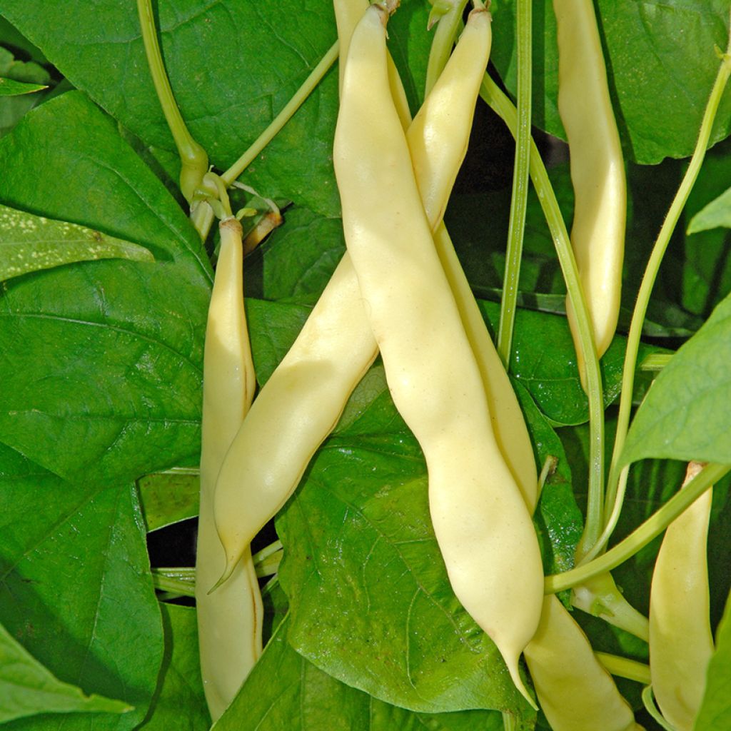 Feijão-anão-manteiga Serpedor