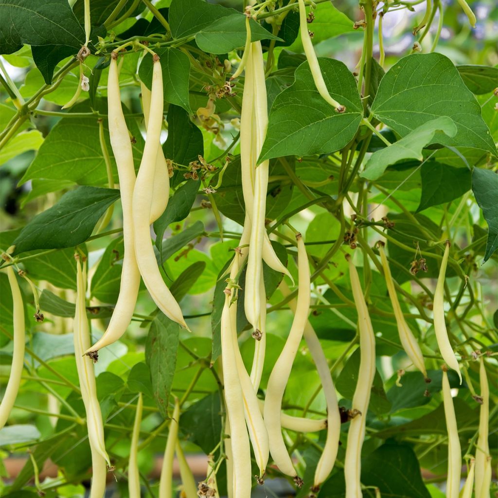 Feijão trepador Mangetout Monte Gusto sementes