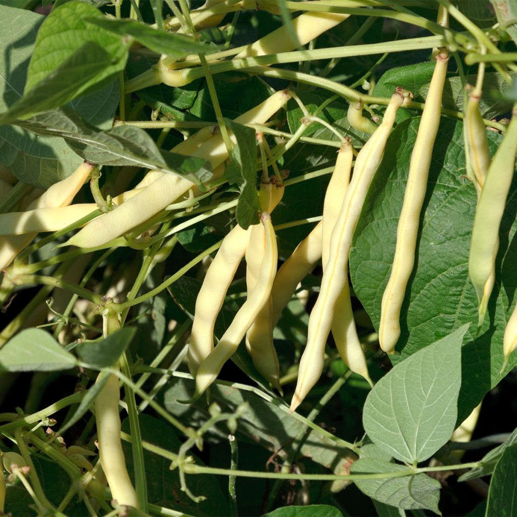 Feijão trepador Mangetout Monte Gusto sementes