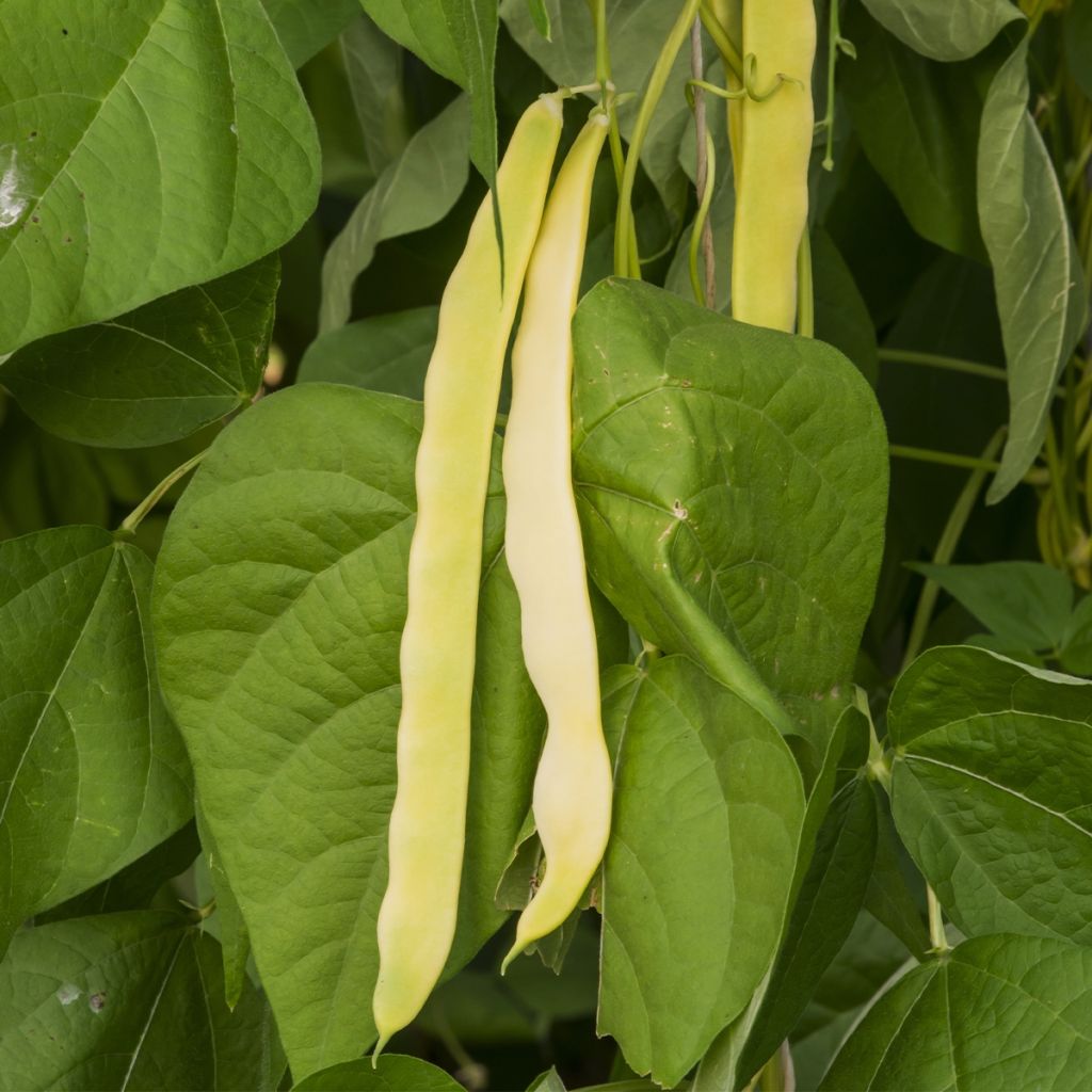 Feijão trepador Mangetout Monte Gusto sementes