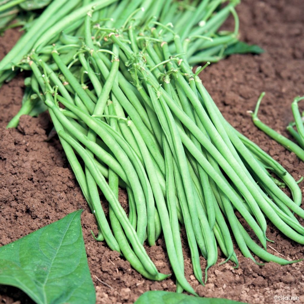 Feijão-anão de agulha mangetout Fleuret