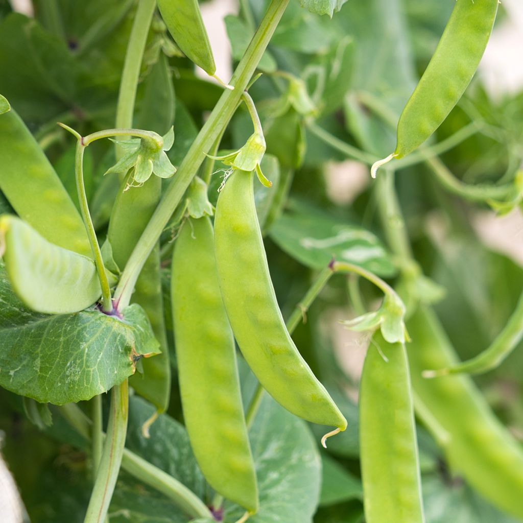 Feijão-verde trepador Algarve