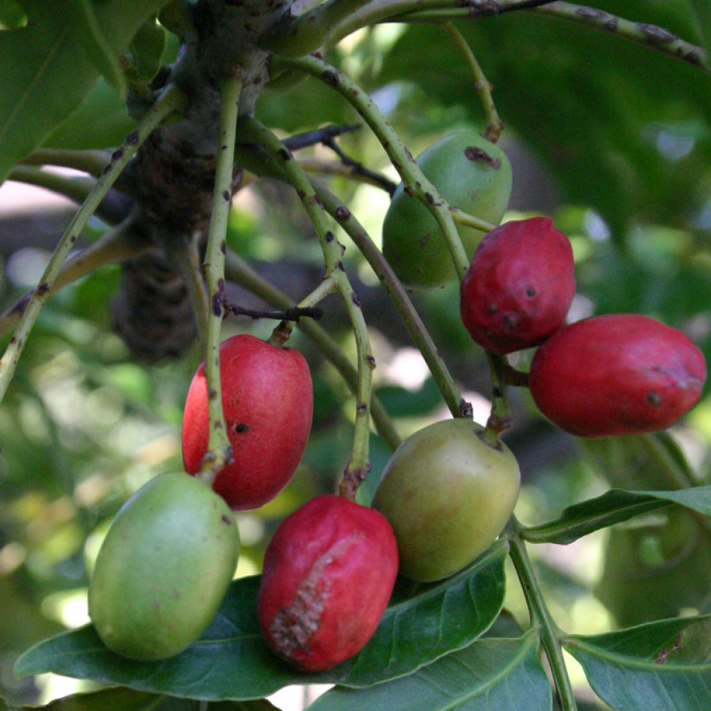 Harpephyllum caffrum