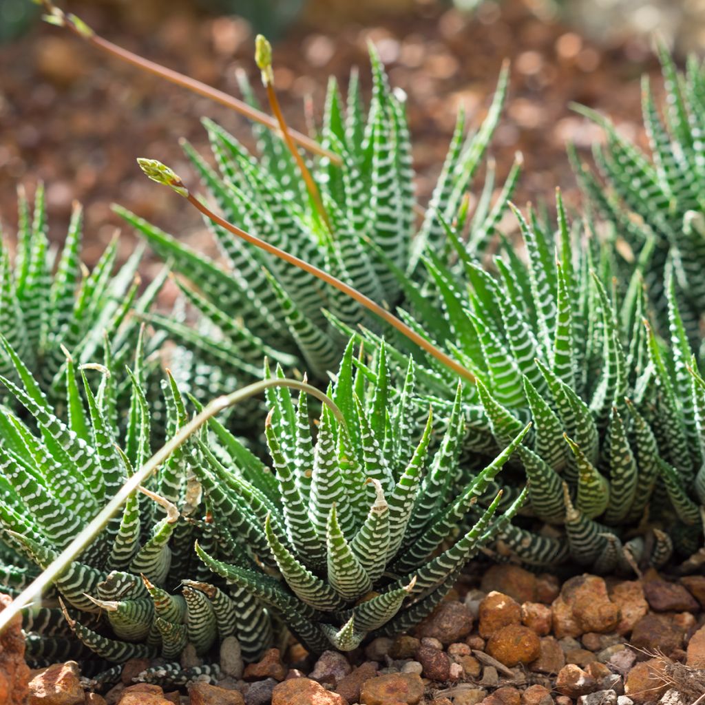 Haworthia Big Band - Haworthia-zebrada
