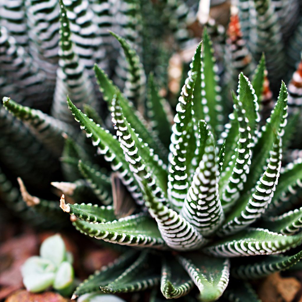 Haworthia Big Band - Haworthia-zebrada