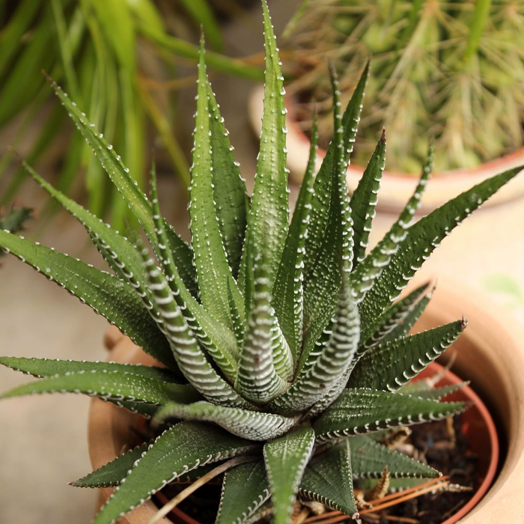 Haworthia Big Band - Haworthia-zebrada