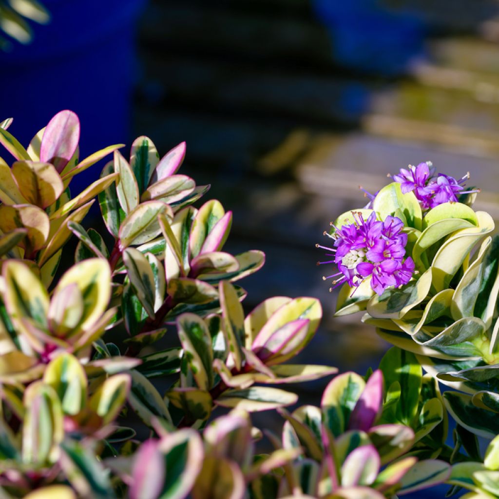 Hebe speciosa Tricolor