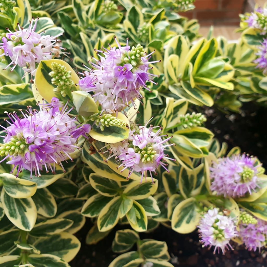 Hebe andersonii Variegata