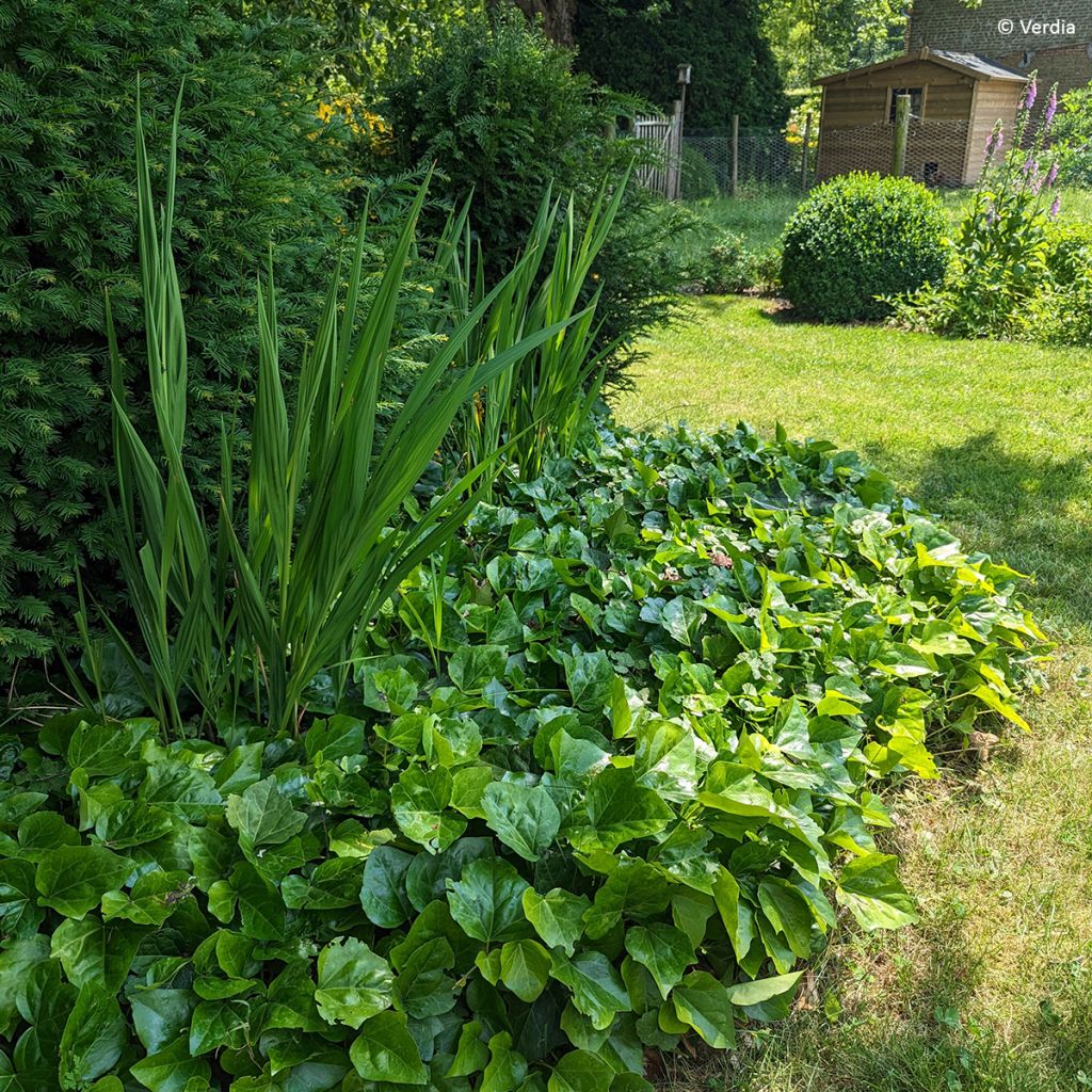 Hera-argelina Hedera Algerian Bellecour® - Hedera algeriensis