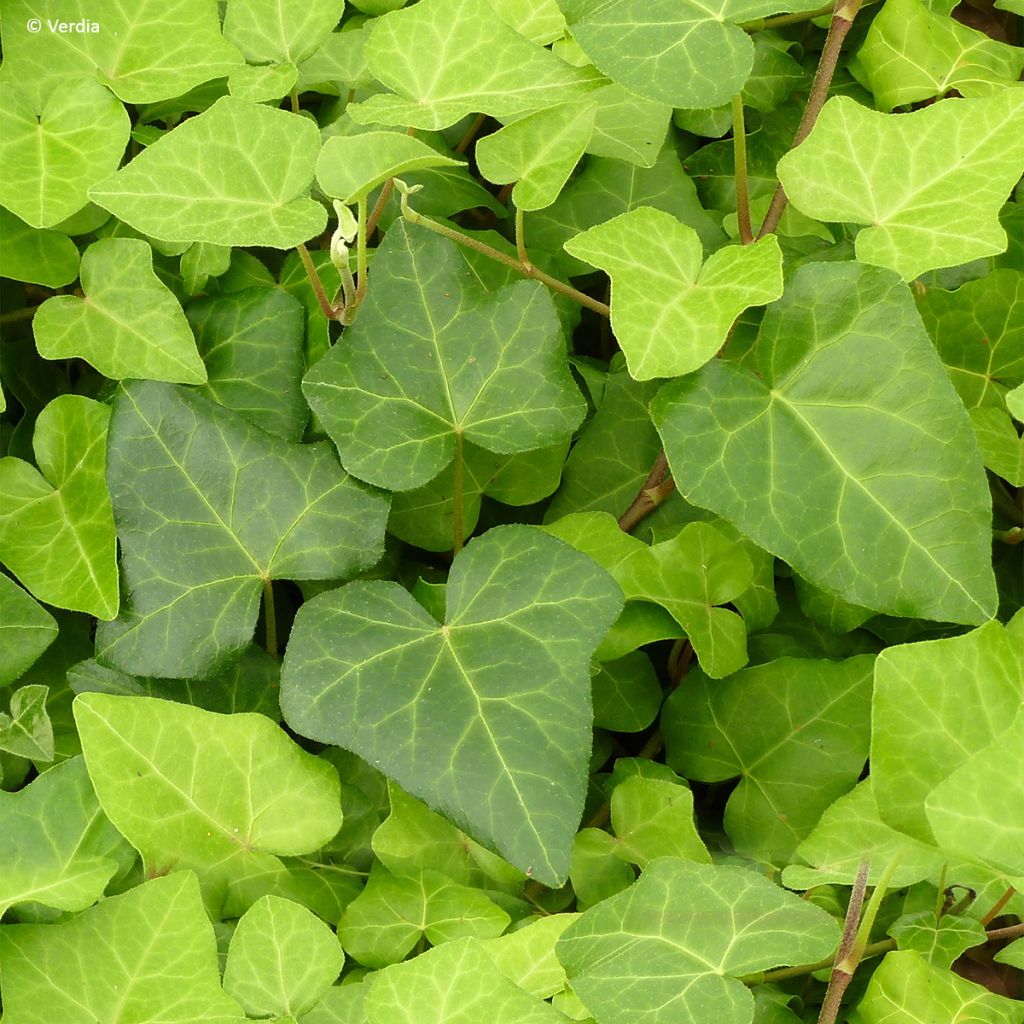 Hera-argelina Hedera Algerian Bellecour® - Hedera algeriensis