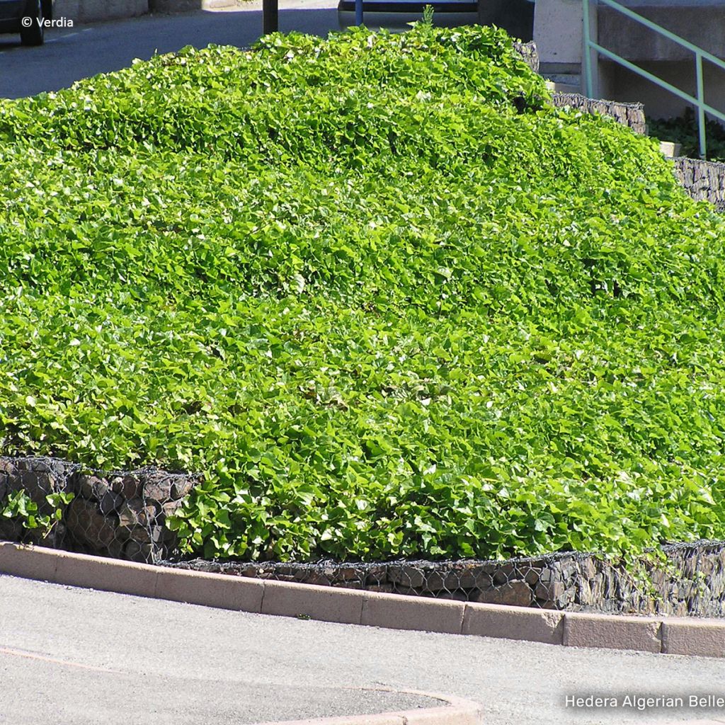 Hera-argelina Hedera Algerian Bellecour® - Hedera algeriensis