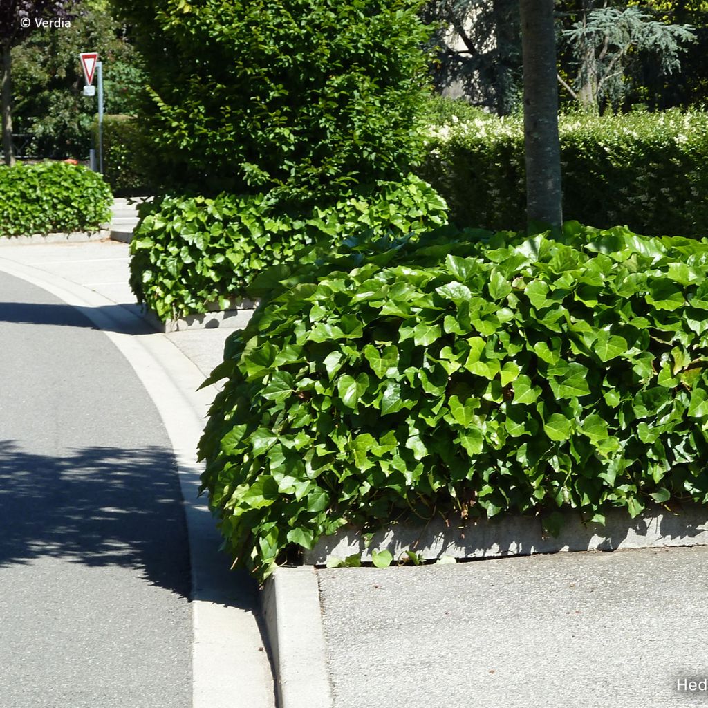 Hera-argelina Hedera Algerian Bellecour® - Hedera algeriensis