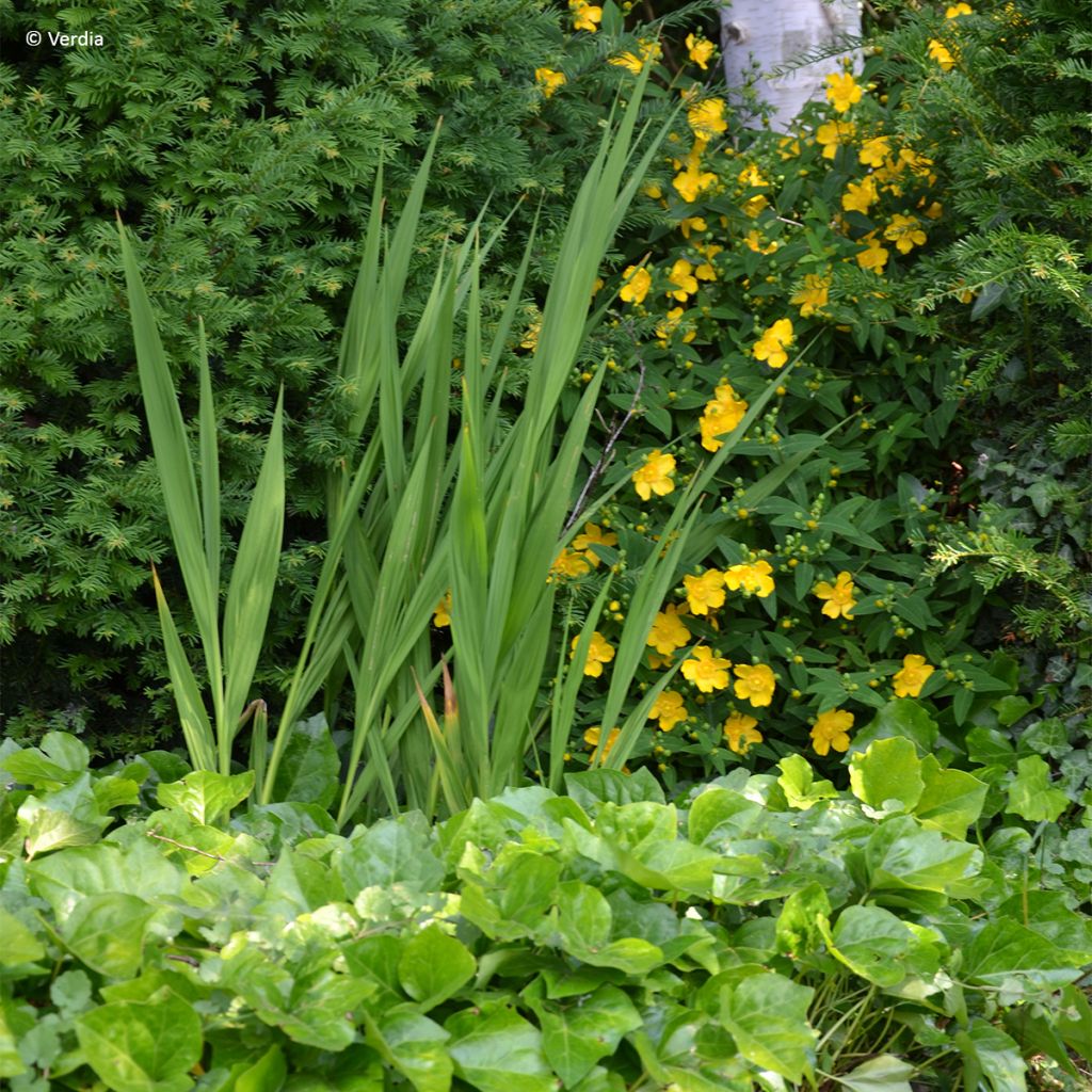 Hera-argelina Hedera Algerian Bellecour® - Hedera algeriensis