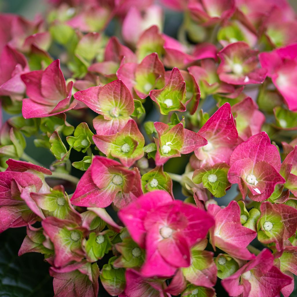 Helénio Ruby Tuesday