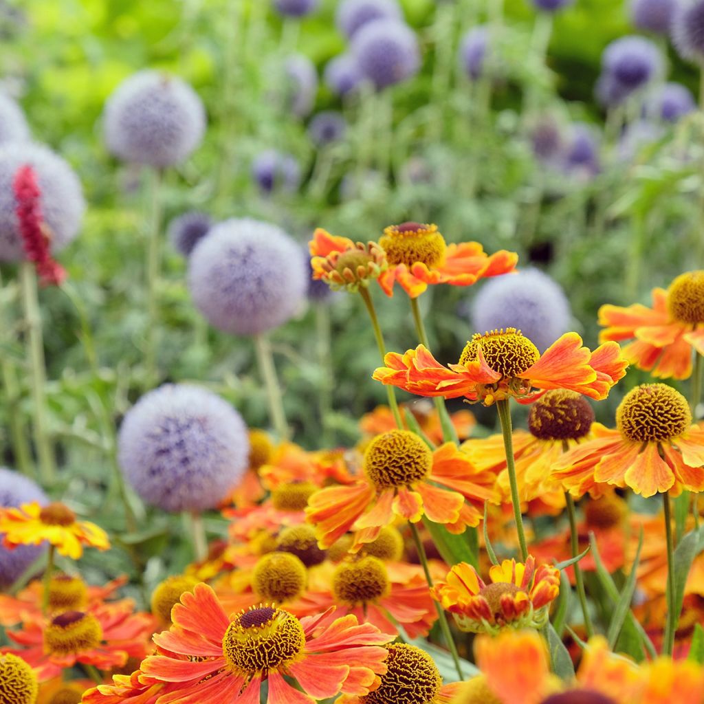 Helénio Sahin's Early Flowerer