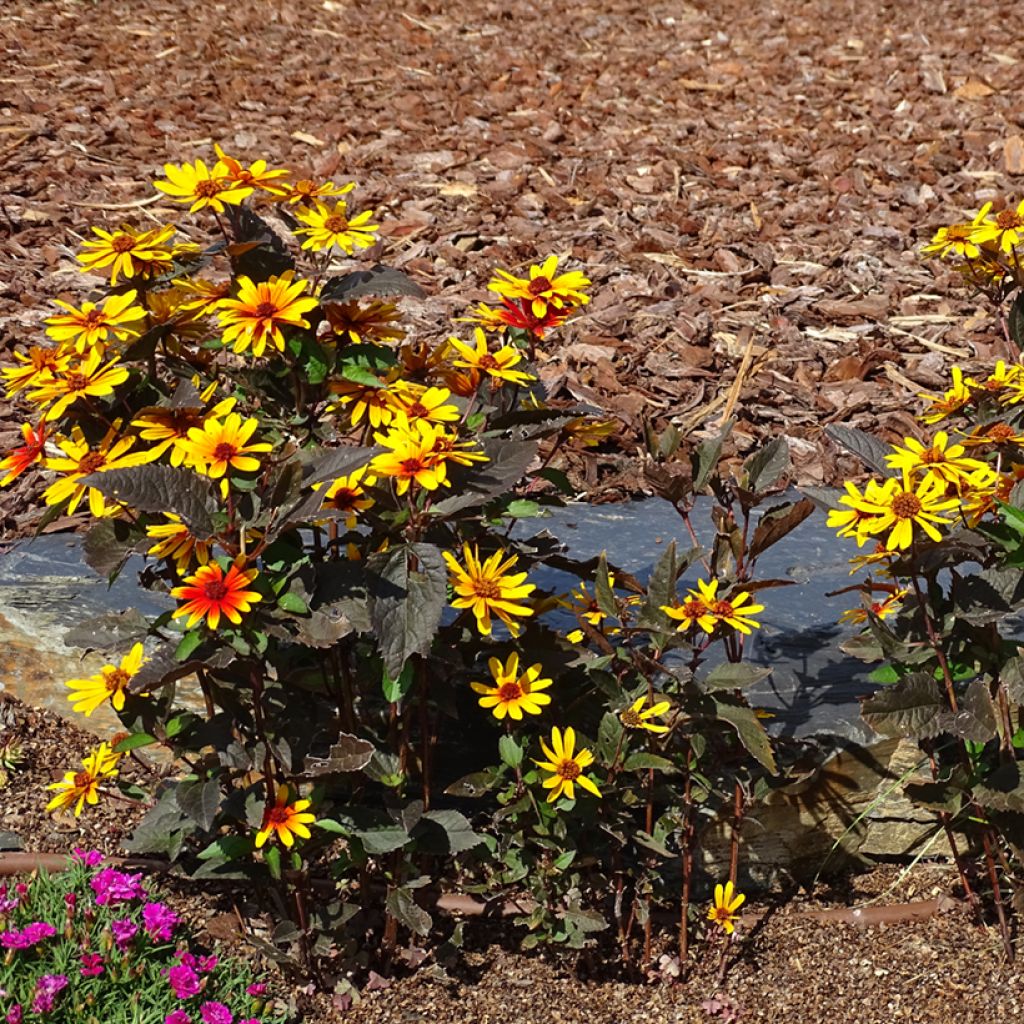 Helénio Strawberry Sundae