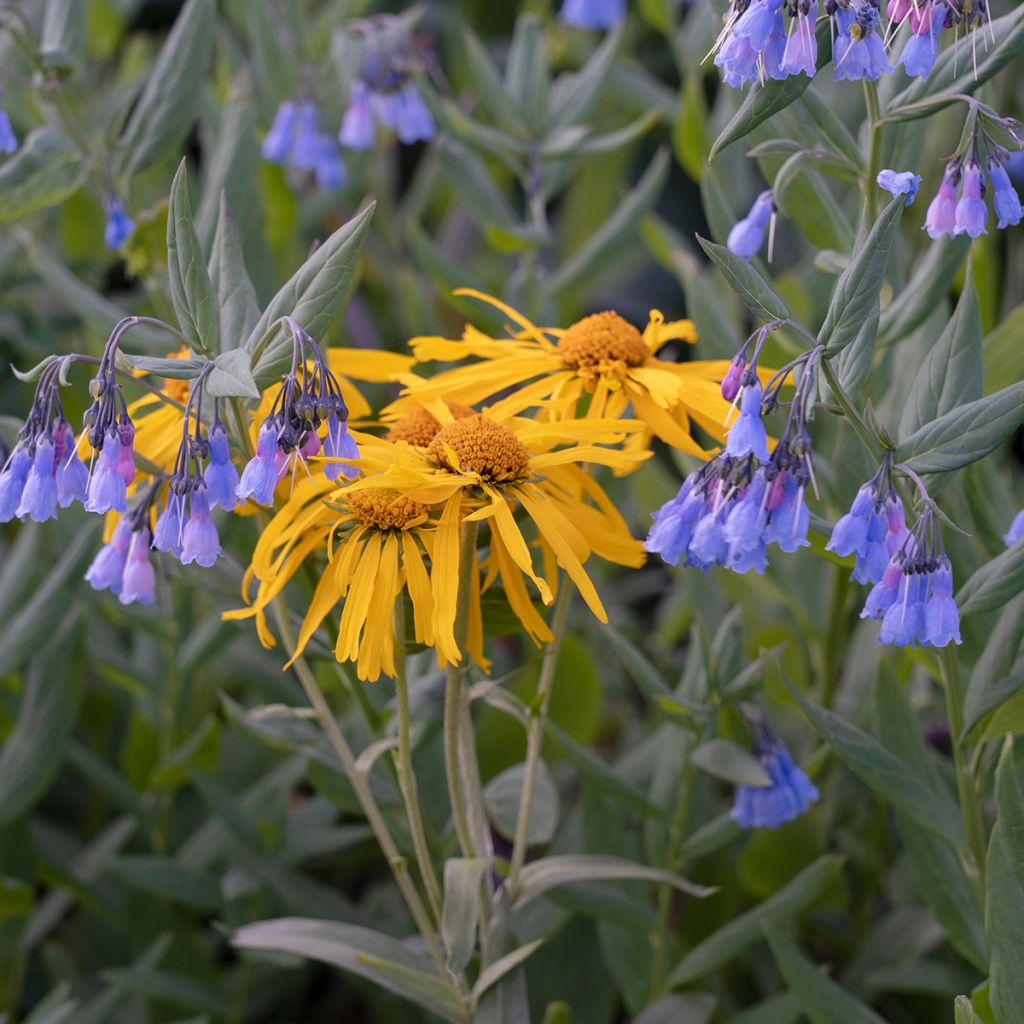 Helenium hoopesii - Helénio
