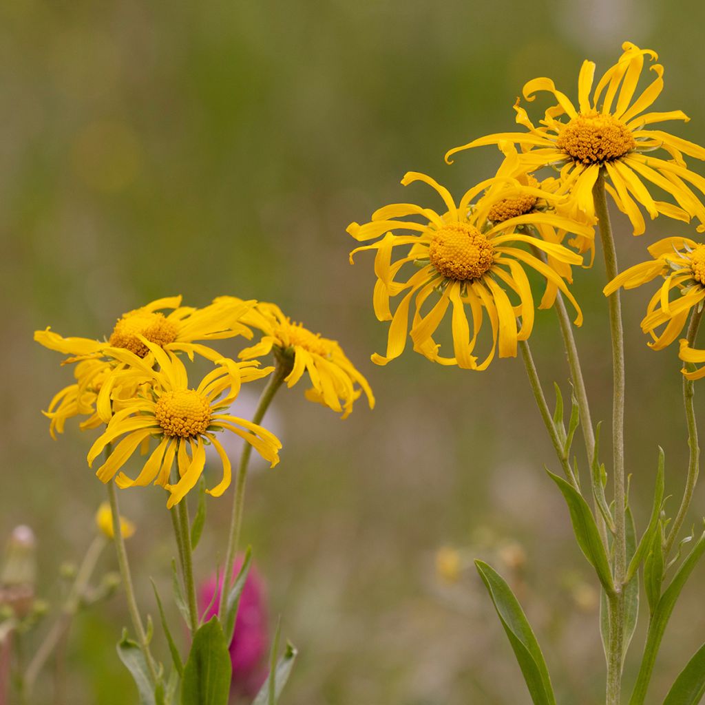 Helenium hoopesii - Helénio