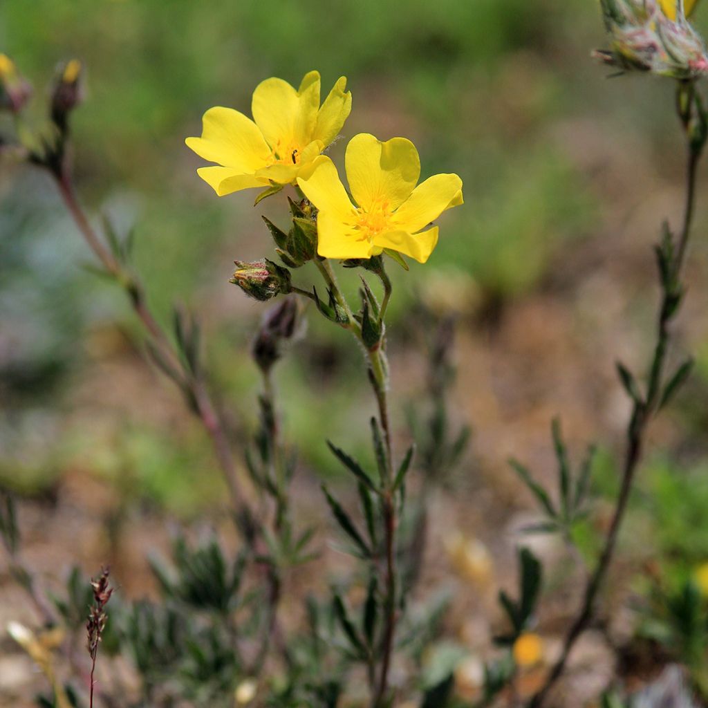 Helianthemum nummularium