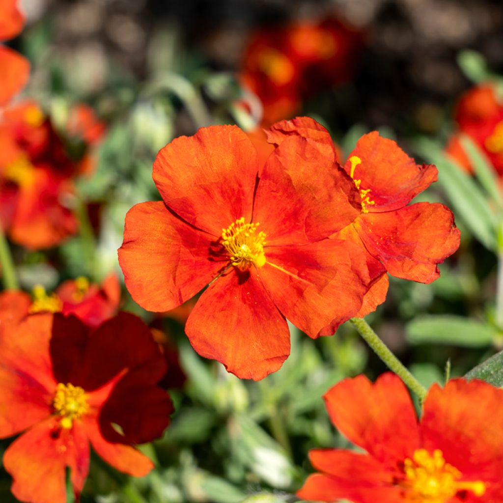 Helianthemum Tomato Red