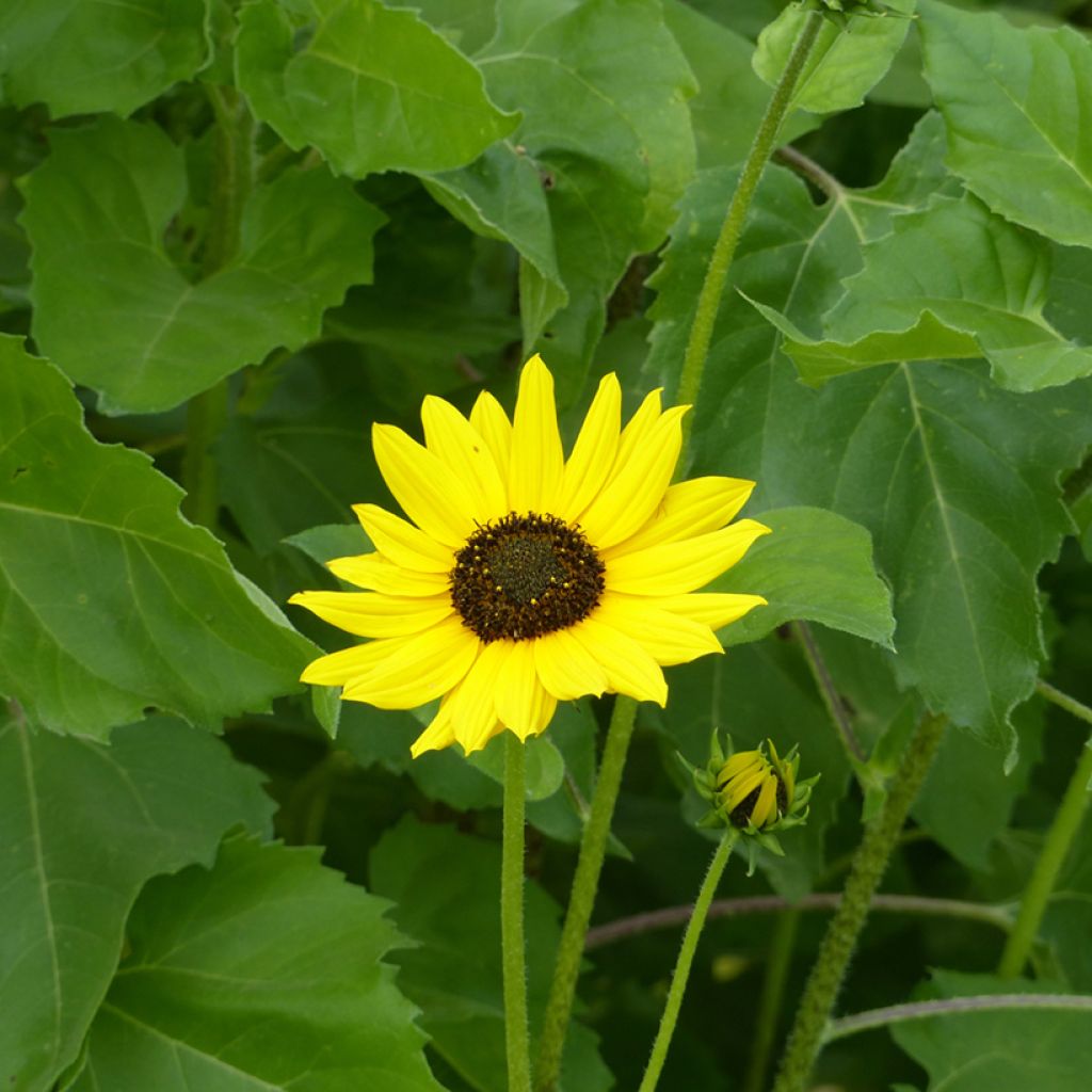 Helianthus debilis subsp. cucumerifolius Stella em sementes