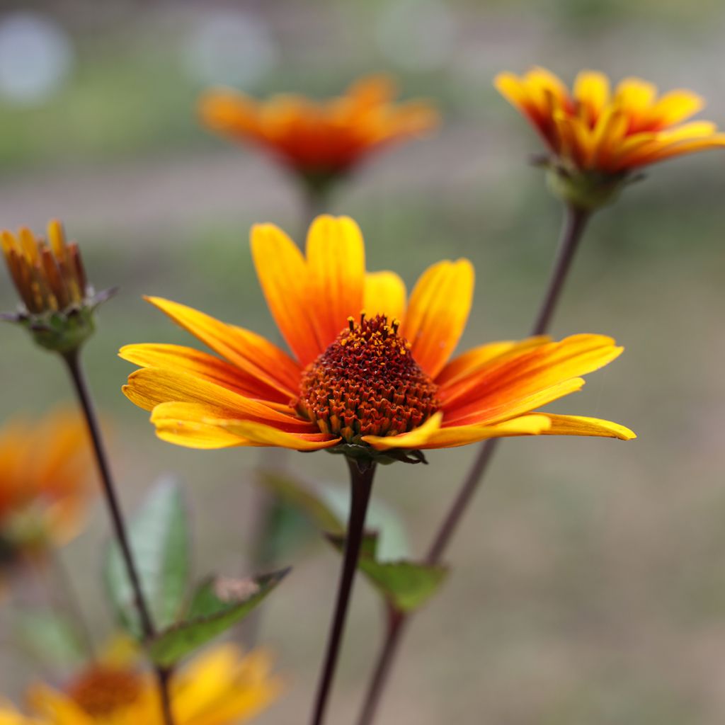 Heliopsis helianthoides Burning Hearts