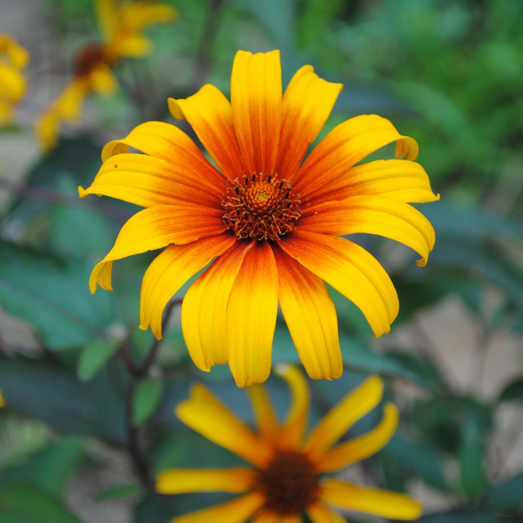 Heliopsis helianthoides Burning Hearts
