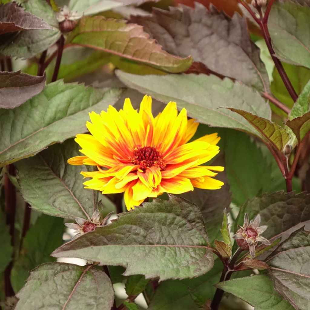 Heliopsis helianthoides Funky Spinner