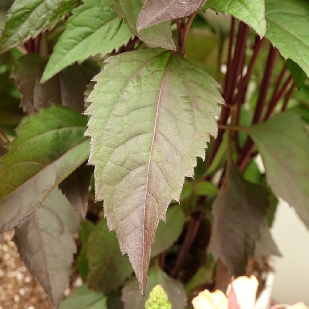 Heliopsis helianthoides Funky Spinner