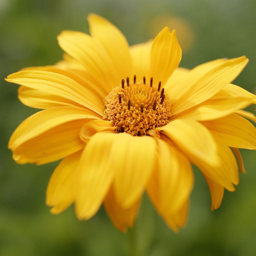 Heliopsis helianthoides Venus