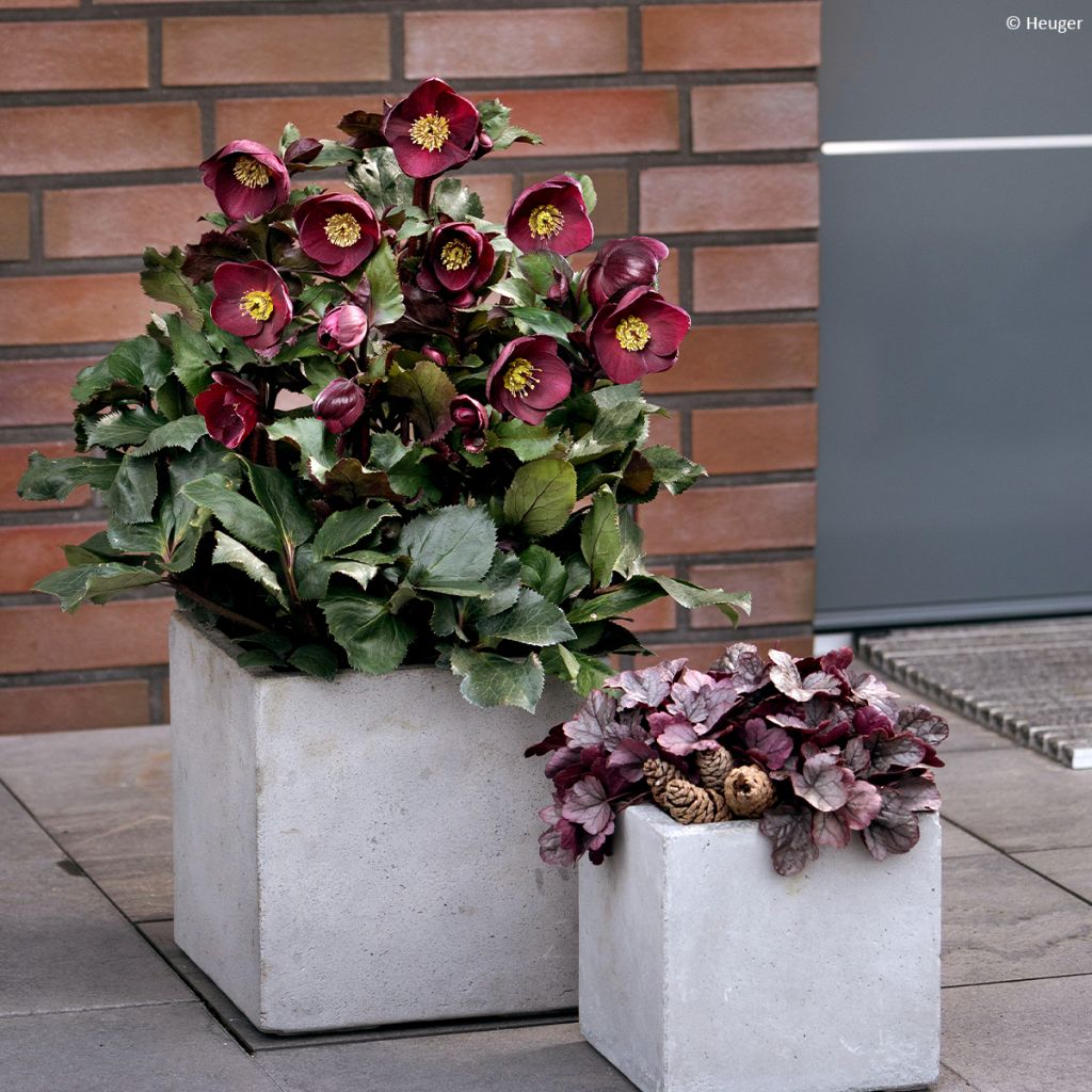 Helleborus x iburgensis Barolo