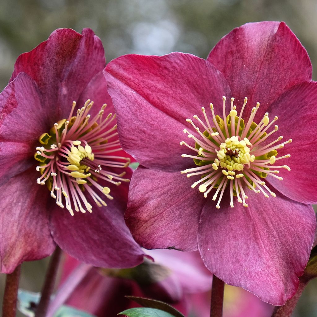 Helleborus glandorfensis Ice N' Roses Vermelho