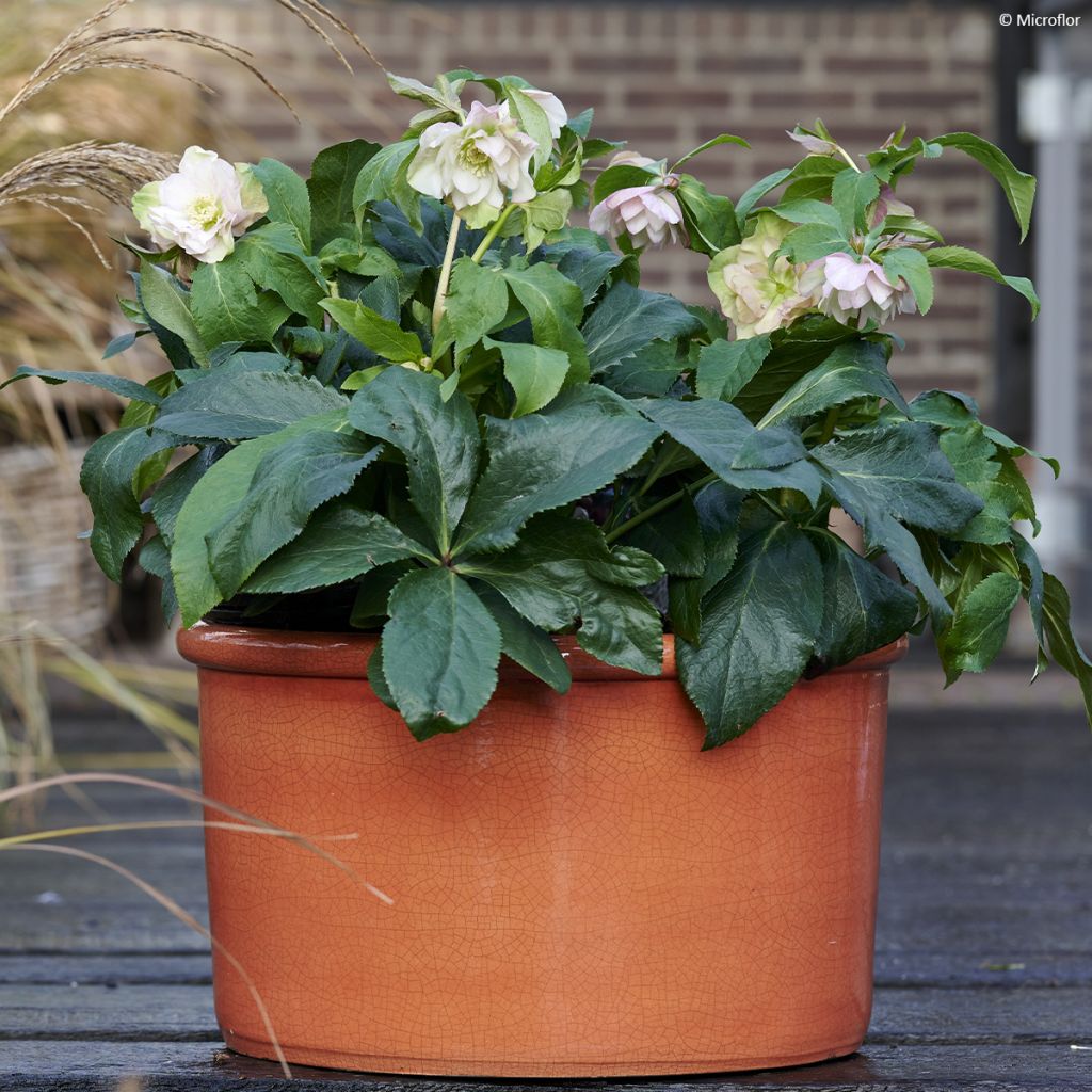 Hellébore ViV® Benedetta - Helleborus orientalis