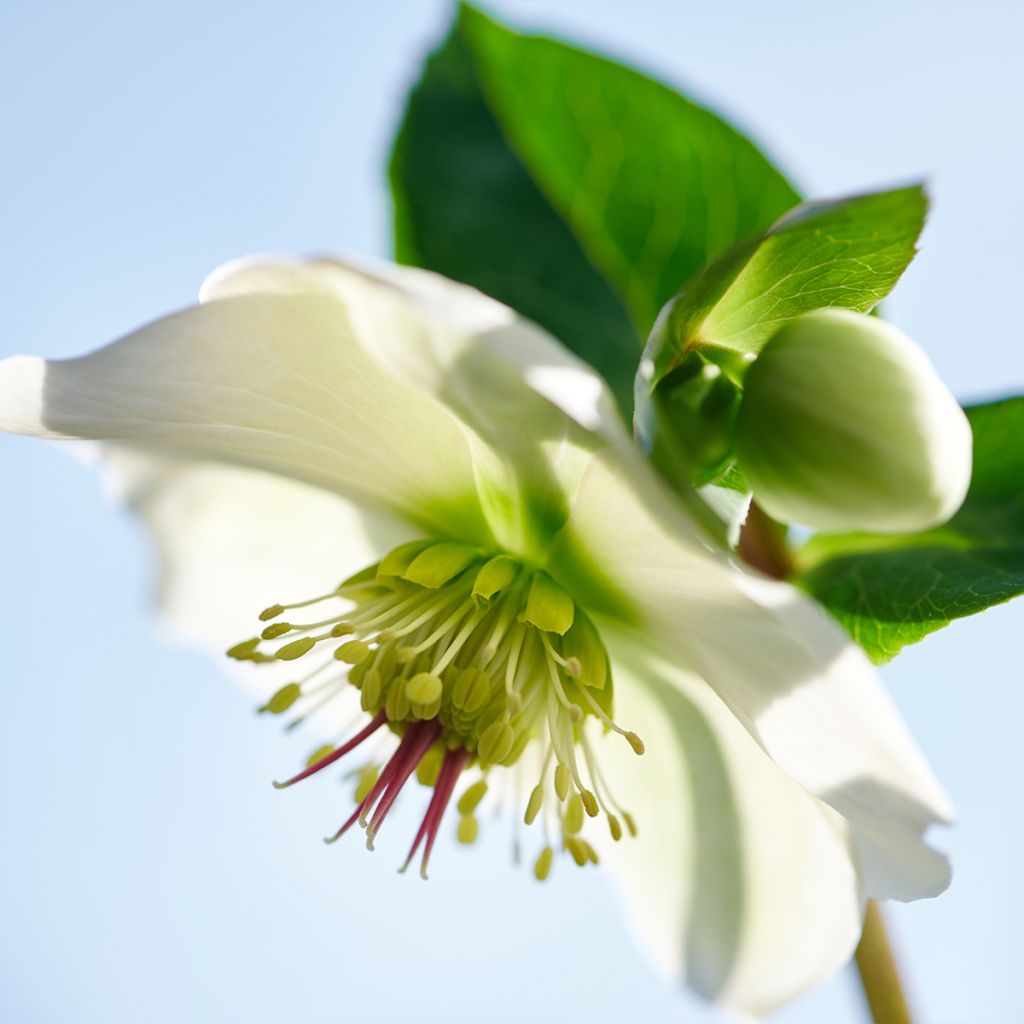 Hellébore ViV Bianca - Helleborus glandorfii