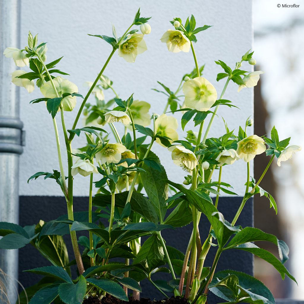 Hellébore ViV® Lucrezia - Helleborus orientalis