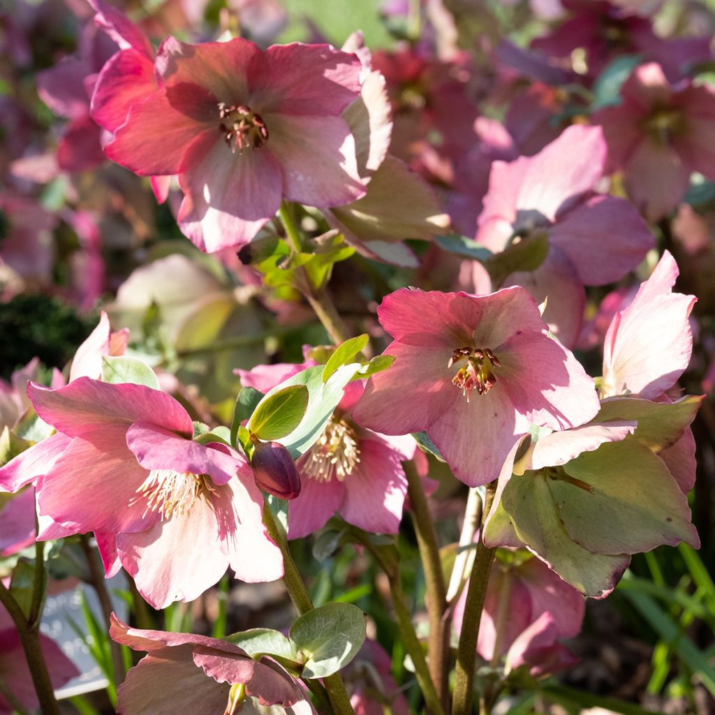 Helleborus Walberton's Rosemary - Rosa quaresmal rosa