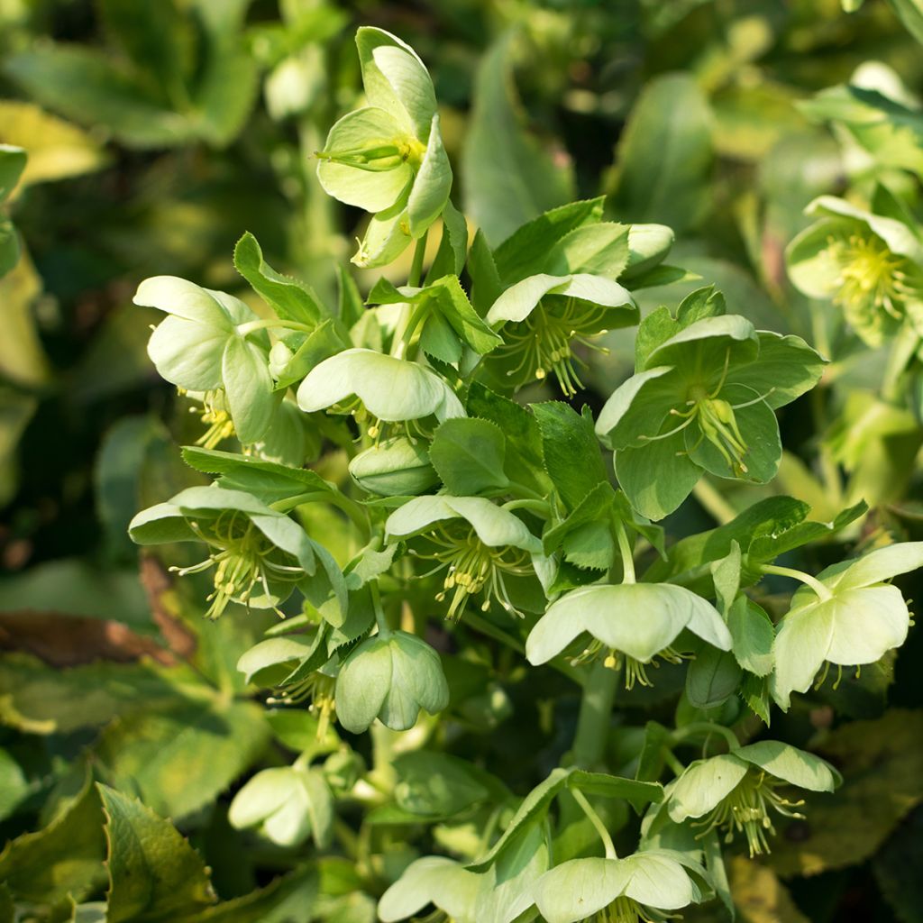 Helleborus dumetorum