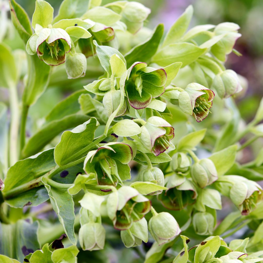 Helleborus foetidus - Erva-besteira verde
