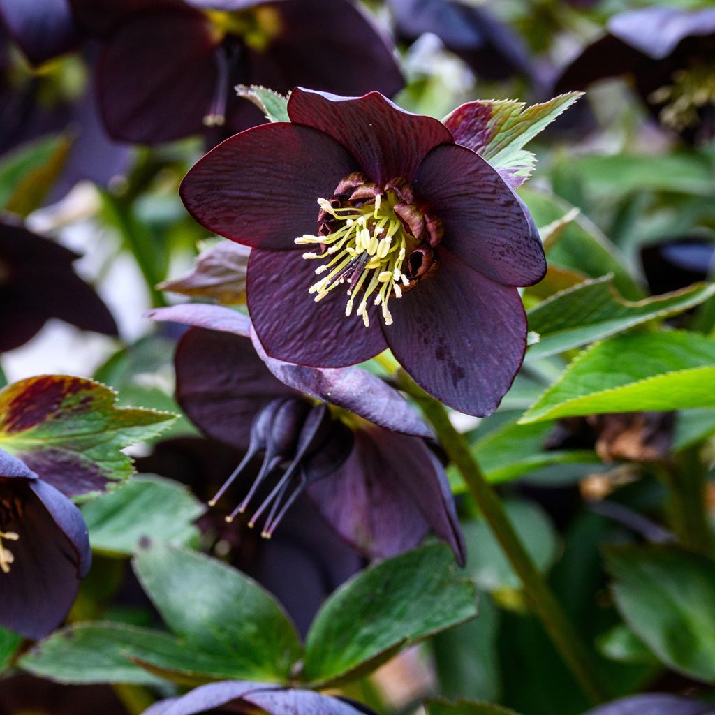 Helleborus orientalis Little Black