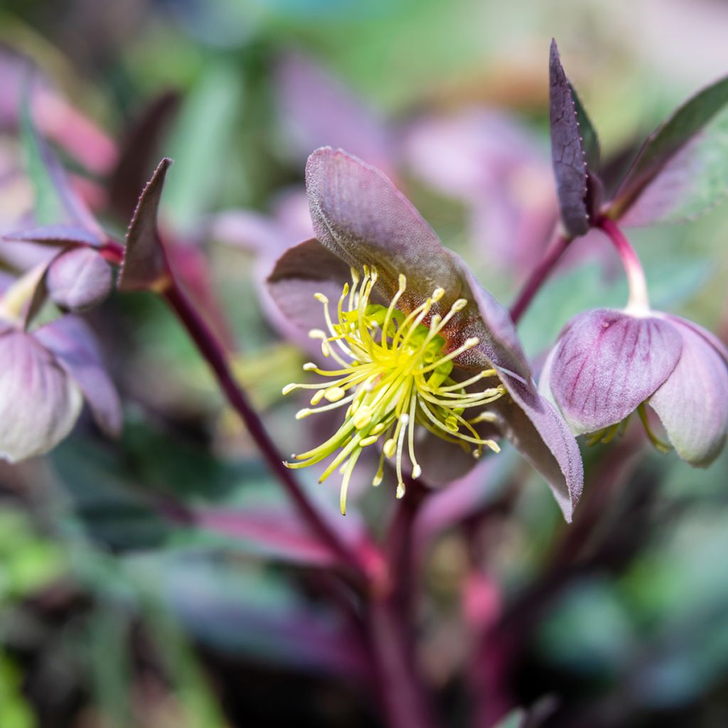 Helleborus lividus - Heléboro