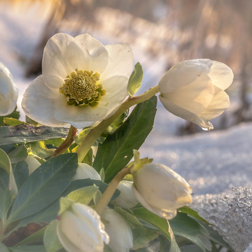 Helleborus niger - Rosa de natal branca