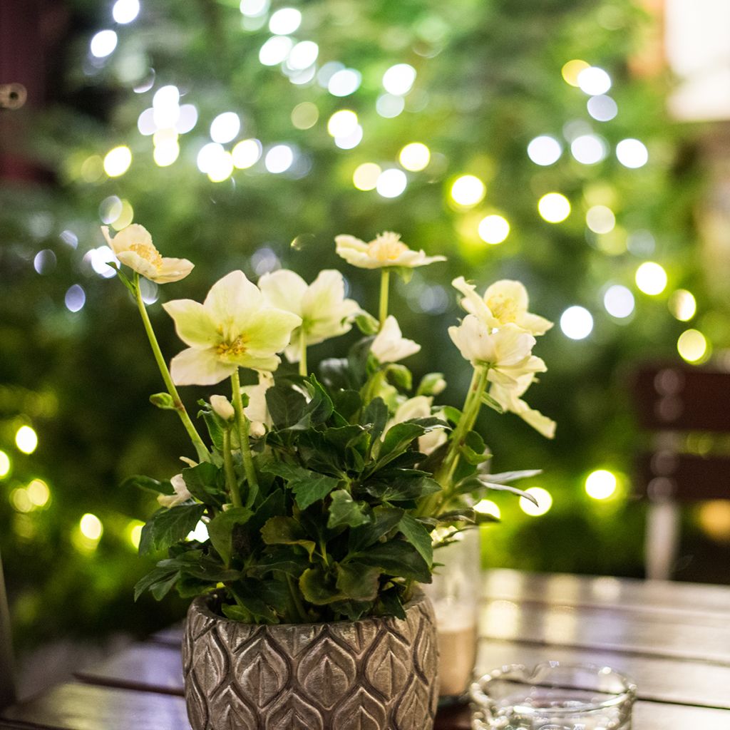 Helleborus niger - Rosa de natal branca