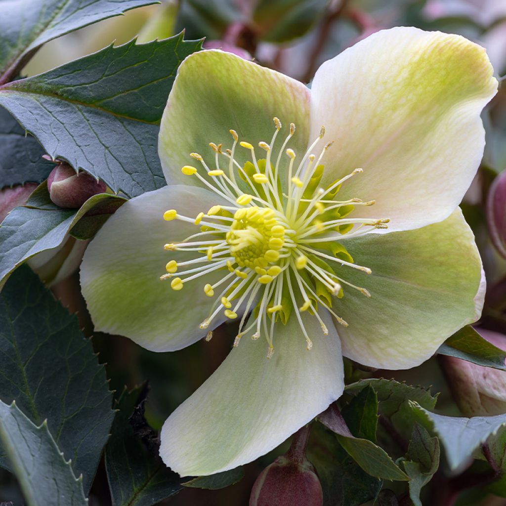 Helleborus niger - Rosa de natal branca