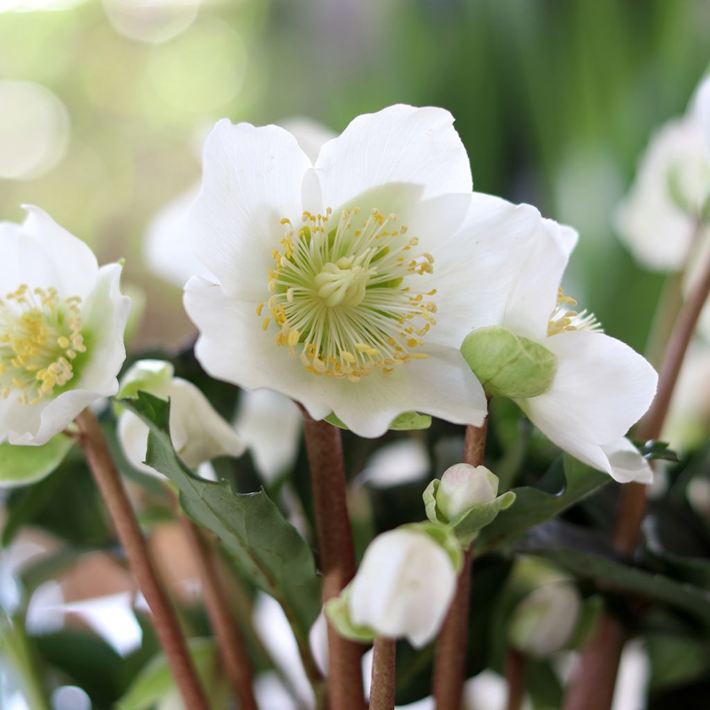 Helleborus niger - Rosa de natal branca