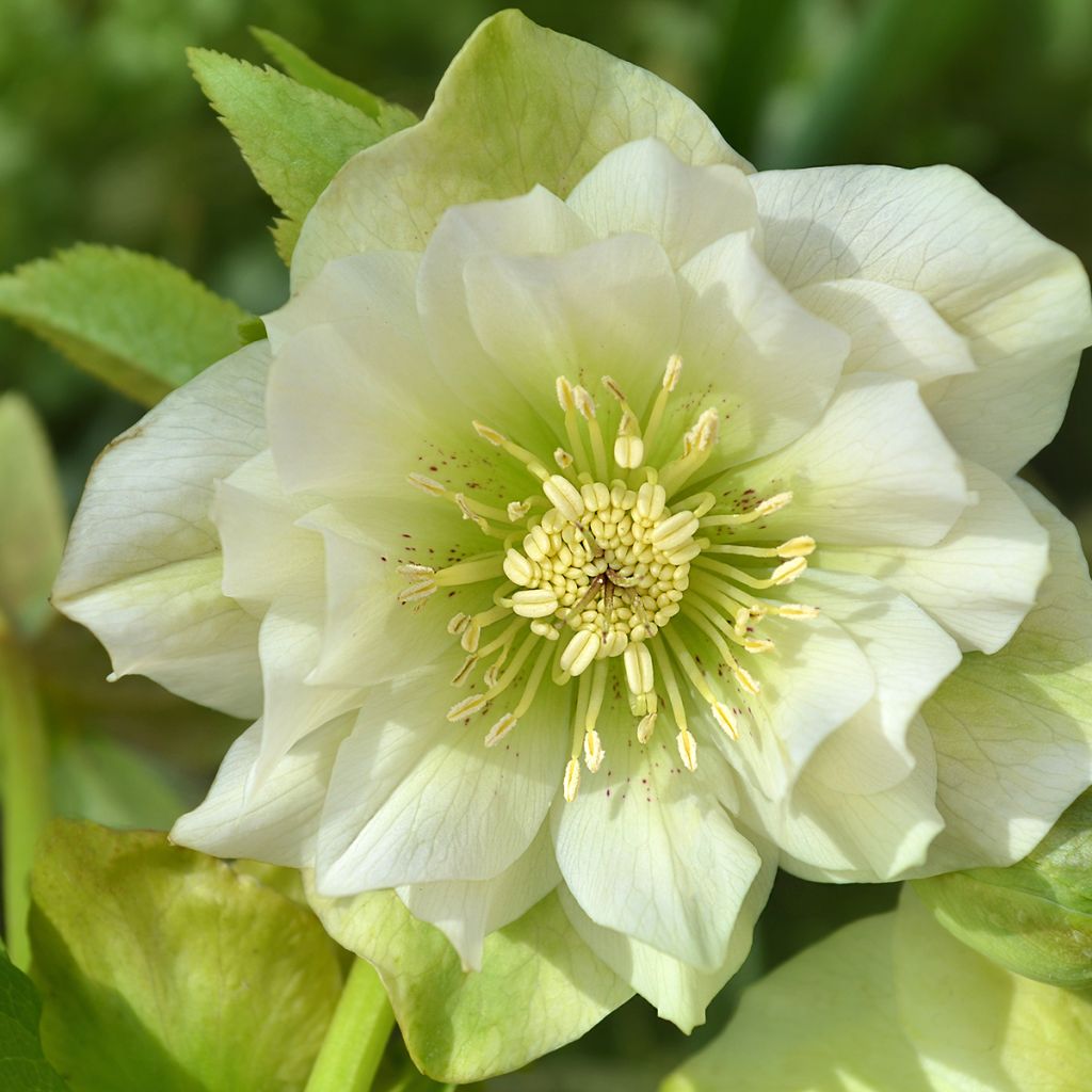 Helleborus orientalis Double Branca