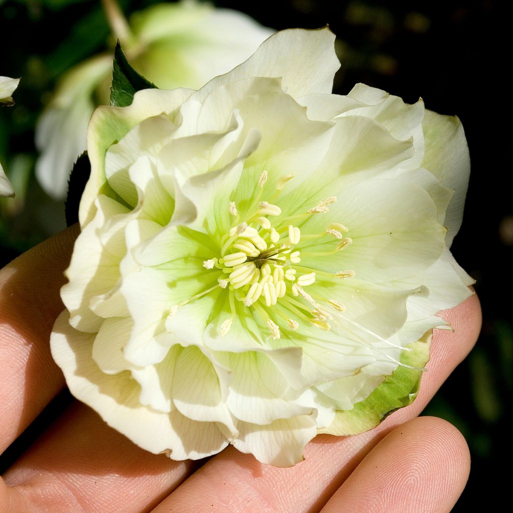 Helleborus orientalis Double Branca