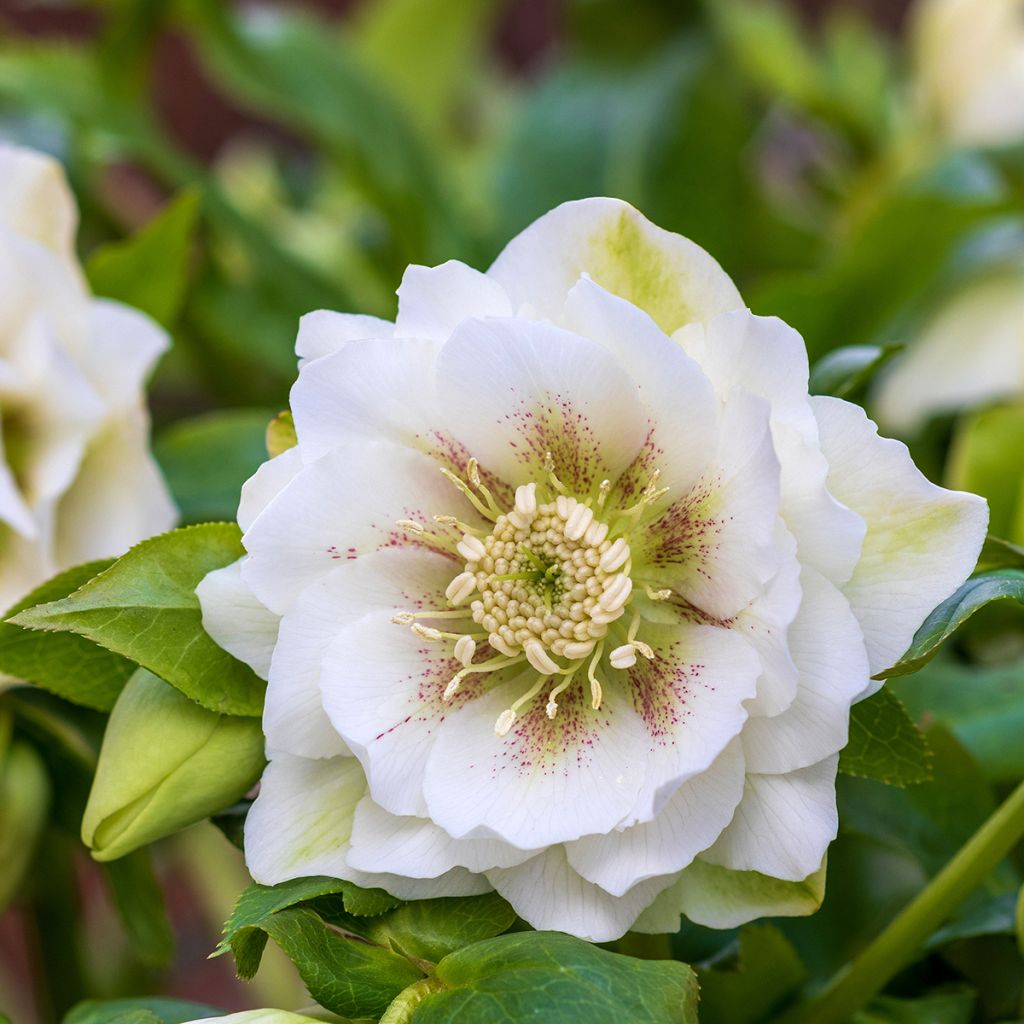 Helleborus orientalis Double White Spotted