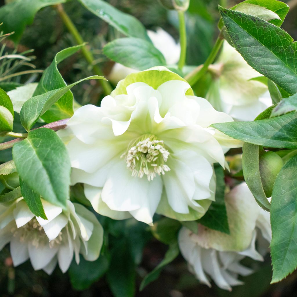 Helleborus orientalis Double White Spotted