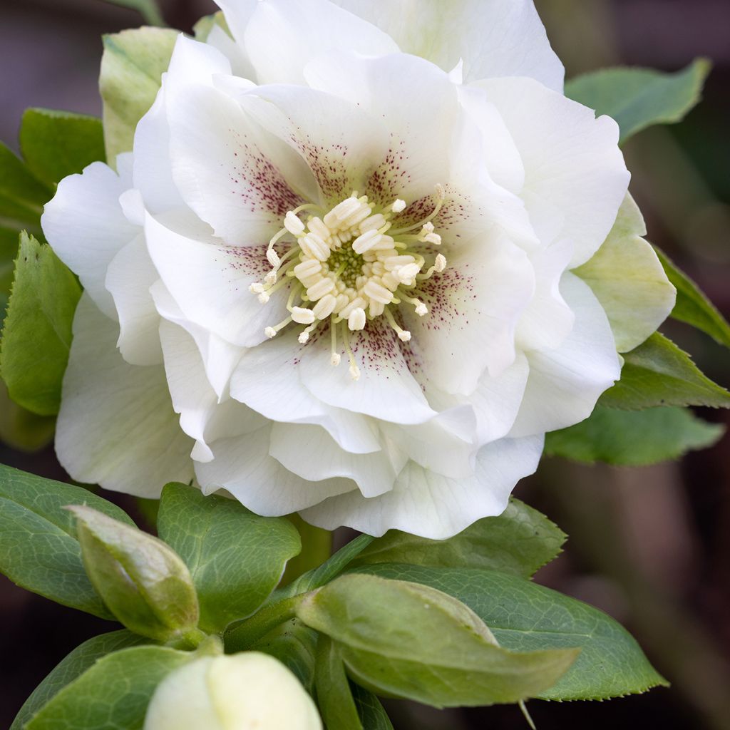 Helleborus orientalis Double White Spotted